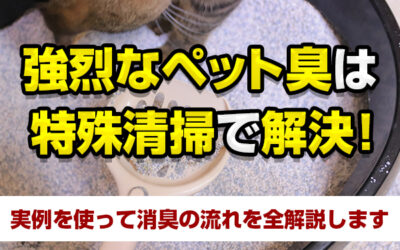 強烈なペット臭は特殊清掃で解決！実例を使って消臭の流れを全解説します